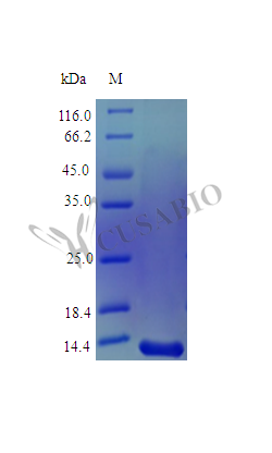 CSB-AP002911HU