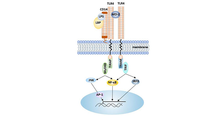 CD14-LPS介导的信号通路