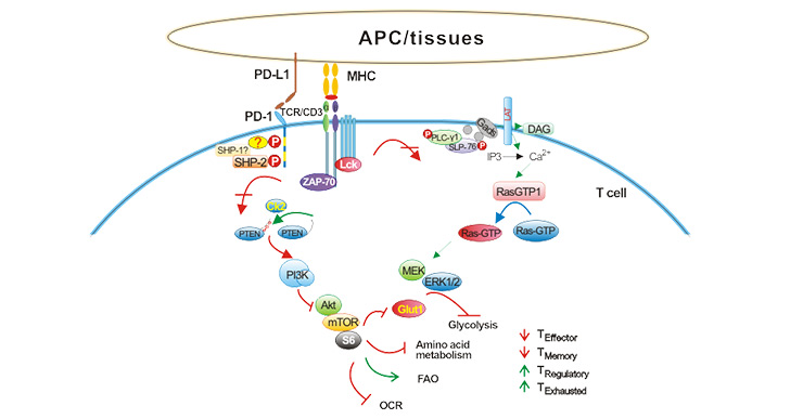 The signaling pathway of PD-1/PD-L1