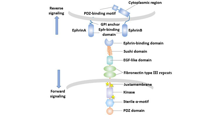 Eph/Ephrin信号的双向传导