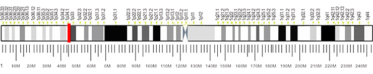 The location of MOA1 gene