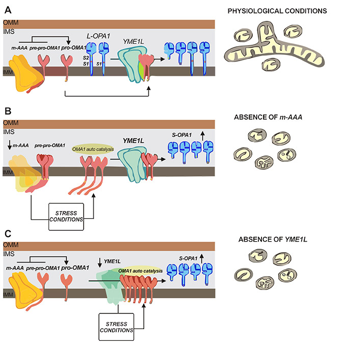 The possible mechanism of OMA1/OPA1