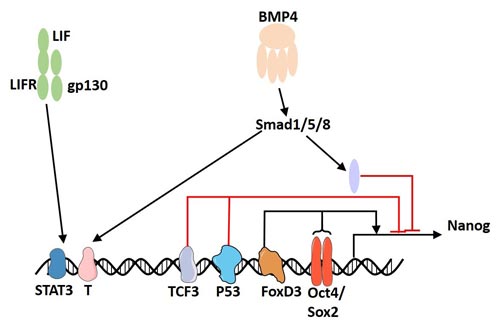 Regulation of Nanog Expression