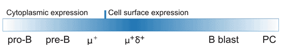 CD22 protein expression during B-cell development and activation