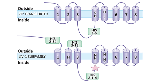 SLC39A6结构示意图