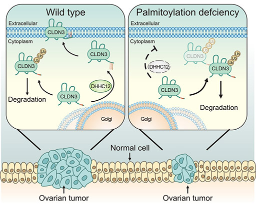 CLDN3表达受到棕榈酰转移酶ZDHHC12调控