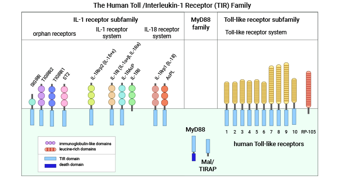 人Toll-IL-1R（TIR）超家族