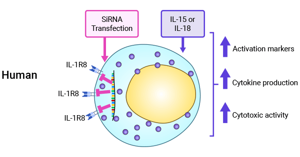 SIGIRR（IL-1R8）在调控NK细胞功能中的重要性