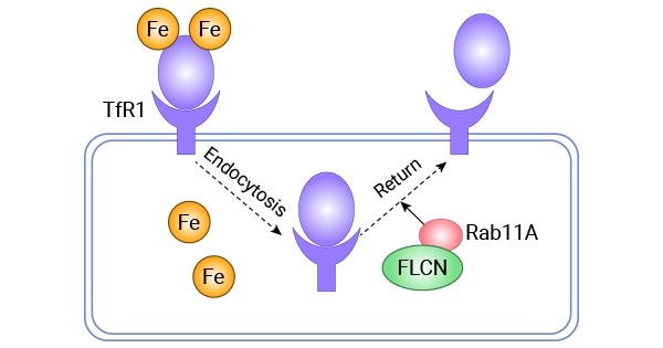 FLCN通过Rab11A调控Tf-TFR1蛋白的回收运输