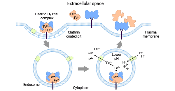 Tf-TFR1系统平衡细胞内铁含量