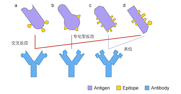 抗体在两种不同抗原之间的交叉反应