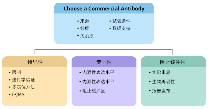 How to choose a commercial antibody