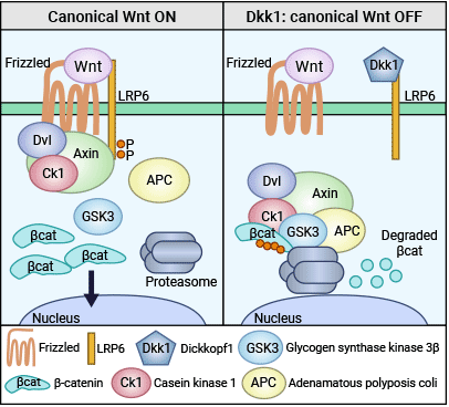 DKK1拮抗Wnt/β-catenin信号通路的调节机制