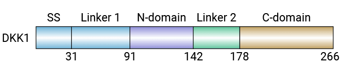 DKK1的结构示意图