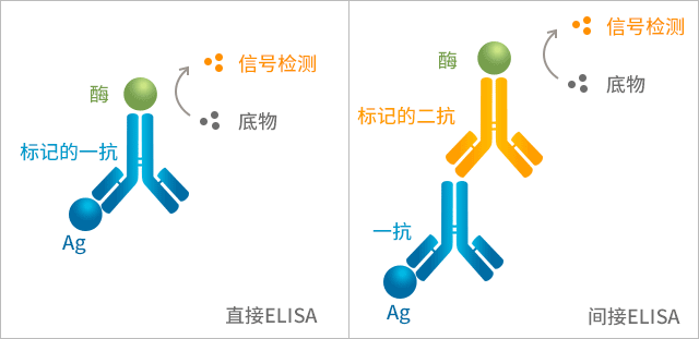 直接ELISA与间接ELISA