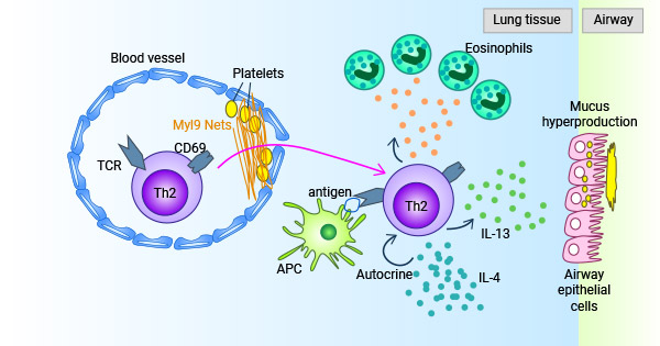 MYL9-CD69系统参与调节免疫应答