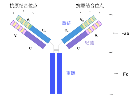 Y形状的抗体