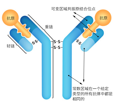 抗体结构