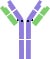 IgG monomer