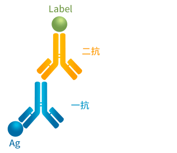 一抗与二抗