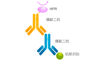 二抗的作用机制