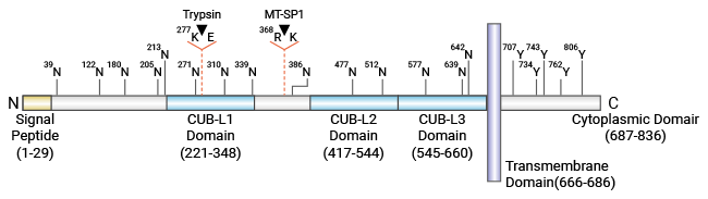 CDCP1结构