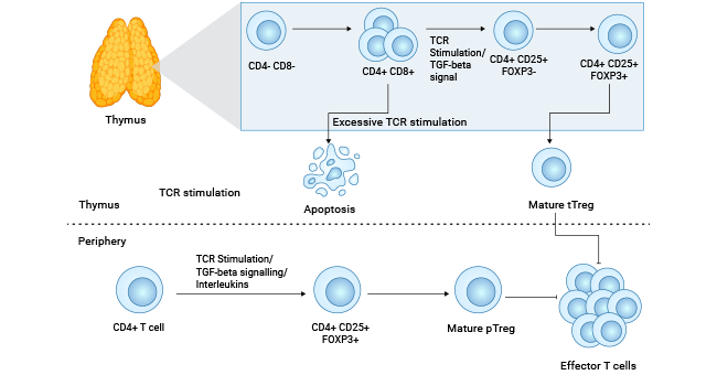 CD25参与Tregs调节性T细胞的发育和免疫调节