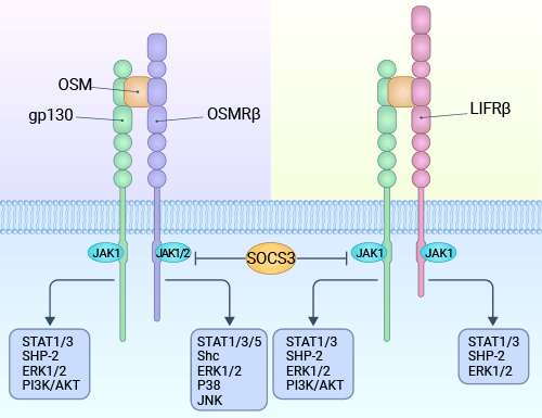 OSM通过两种类型的受体传导信号：I型受体（gp130/LIFRb）和II型受体（gp130/OSMRb）复合物