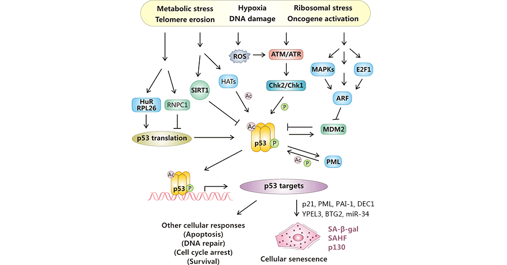 p53对细胞衰老的调控