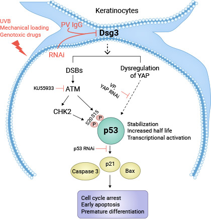角质细胞中的DSG3减少诱导p53激活模型