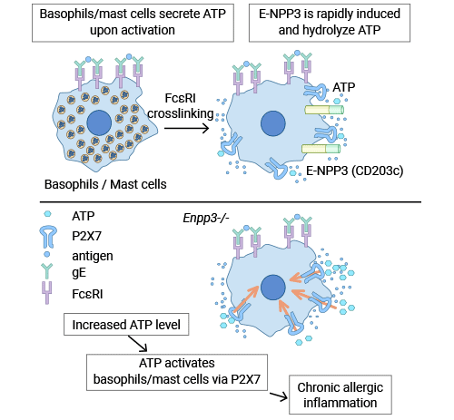 ENPP3抑制依赖于ATP的过敏性炎症 