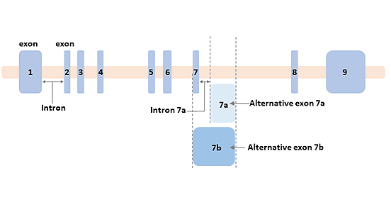 GFAP基因的结构