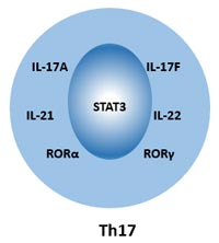 Th17细胞的细胞标记