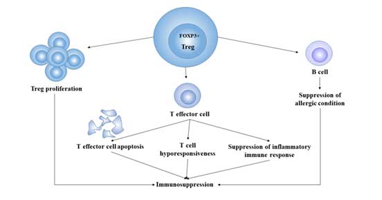 Treg细胞的免疫抑制