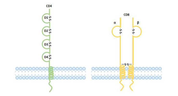 CD4和CD8编译器的结构