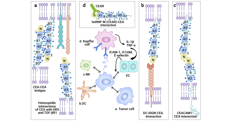 各种CEACAMs相互作用涉及不同肿瘤机制