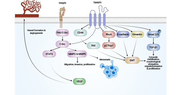 TM4SF1的抗肿瘤血管生成的调控机制