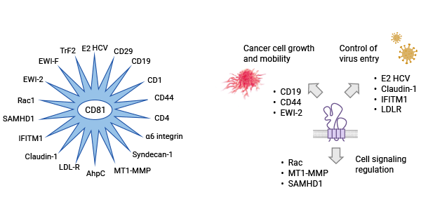 CD81与病毒感染相关机制