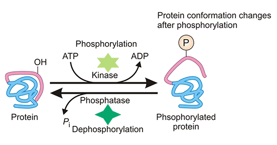 蛋白质的磷酸化