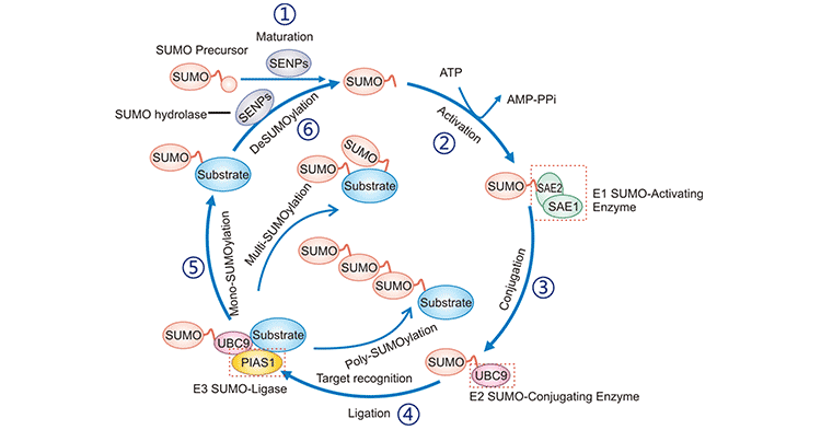 SUMO化催化循环