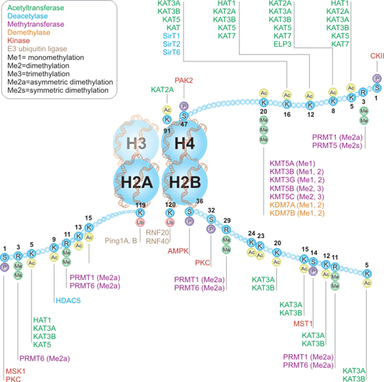 组蛋白H2A、H2B和H4的书写者和擦除者互动途径