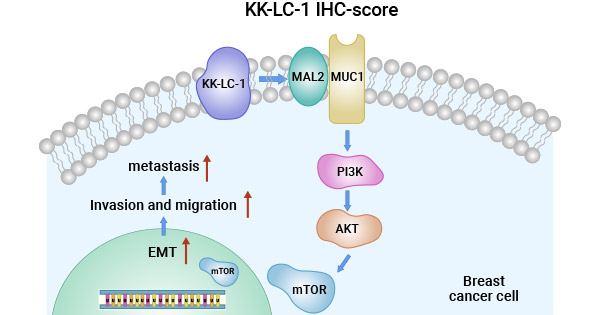 CT83/KK-LC-1通过MAL2/MUC1-C/PI3K/AKT/mTOR途径调节TNBC