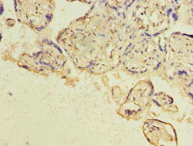 CSB-PA010153LA01HU IHC-1