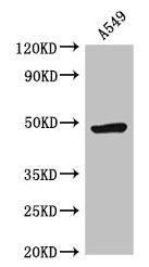 CSB-PA897568LA01HU