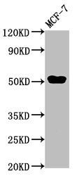 CSB-PA623068LA01HU