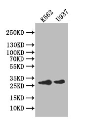 CSB-RA217389A0HU