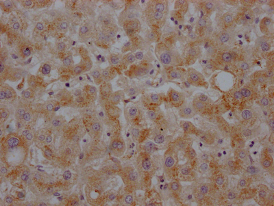 CSB-RA224179A0HU IHC-2