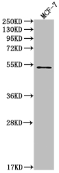 CSB-RA240597A0HU WB