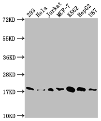 CSB-RA829583A0HU WB