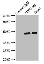 Myc标签单克隆抗体 (CSB-MA000041M0m)